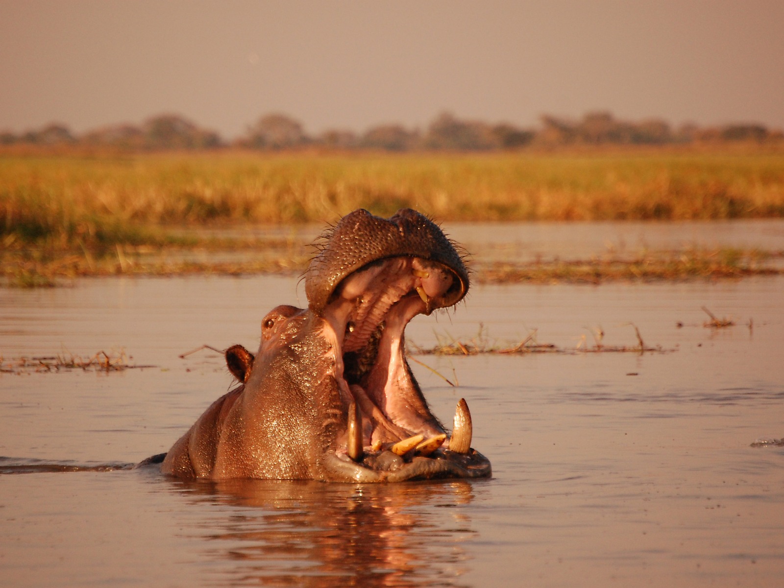 Busanga Plains, Kafue National Park, Schwemmebenen, Busanga-Ebenen, Fauna, Fliuss, Flood Plains, Fluss, Heißluftballon, Hippo, Kafue Nationalpark, Nilpferd, Nilpferde, Pirschfahrt, Safari, Shumba Camp, Wilderness Safaris, Abend, Abendstimmung, Atmosphäre, Lichter, Lodge, Romantik, Stimmung
