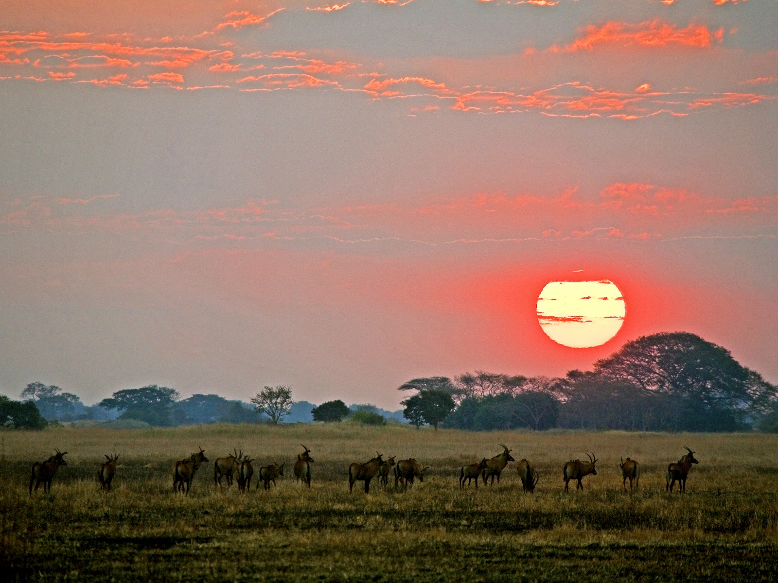 Busanga Plains, Kafue National Park, Schwemmebenen, Antilope, Antilopen, Busanga-Ebenen, Busch, Fauna, Flood Plains, Heißluftballon, Kafue Nationalpark, Pirschfahrt, Pukus, Safari, Shumba Camp, Wilderness Safaris, Abendstimmung, Grasland, Romantik, Sonnenuntergang, Stimmung, Abend, Atmosphäre, Lichter, Lodge