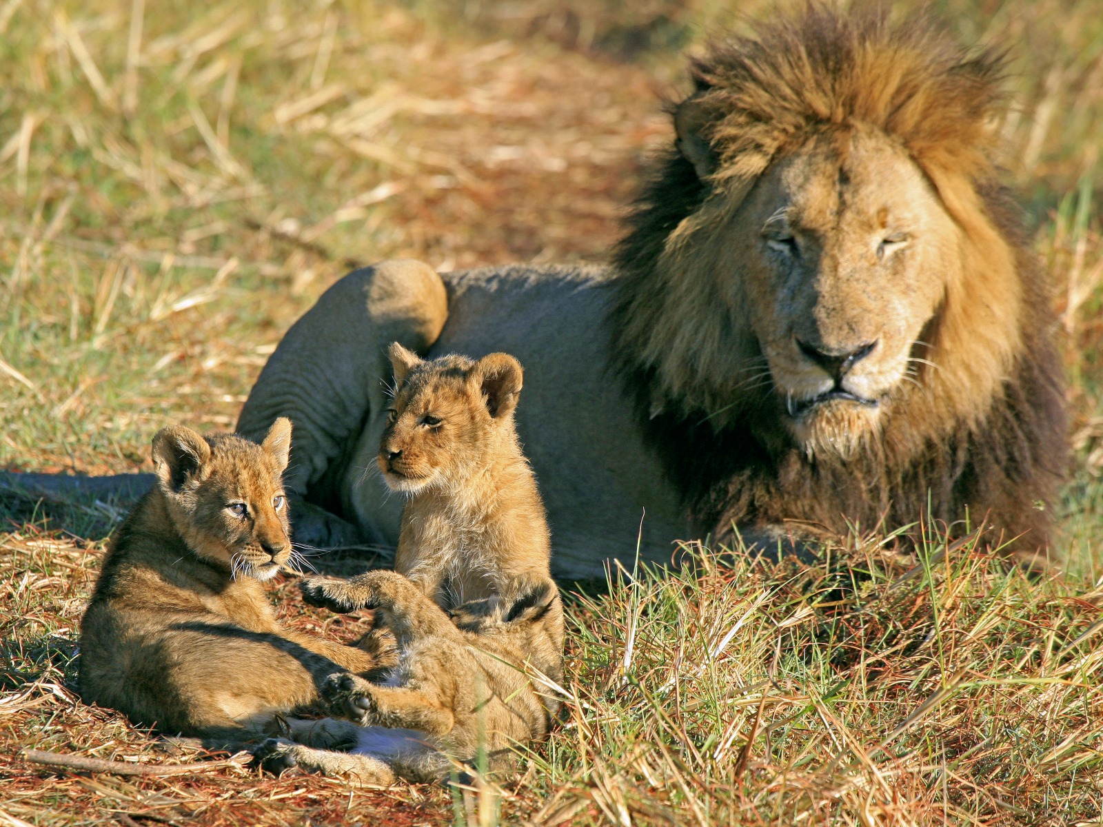 Shumba Camp: Löwe mit Nachwuchs