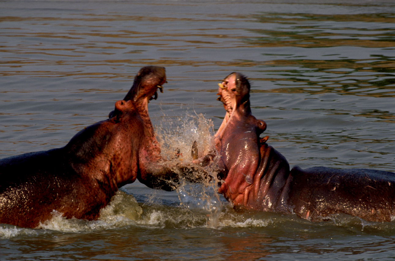 Carol Coppinger, Chikoko Tree Camp, Crocodile River Camp, John Coppinger, Luangwa River, Microlight-Flüge, South Luangwa National Park, Tafika Camp, Nilpferd, Walking Safari Camp