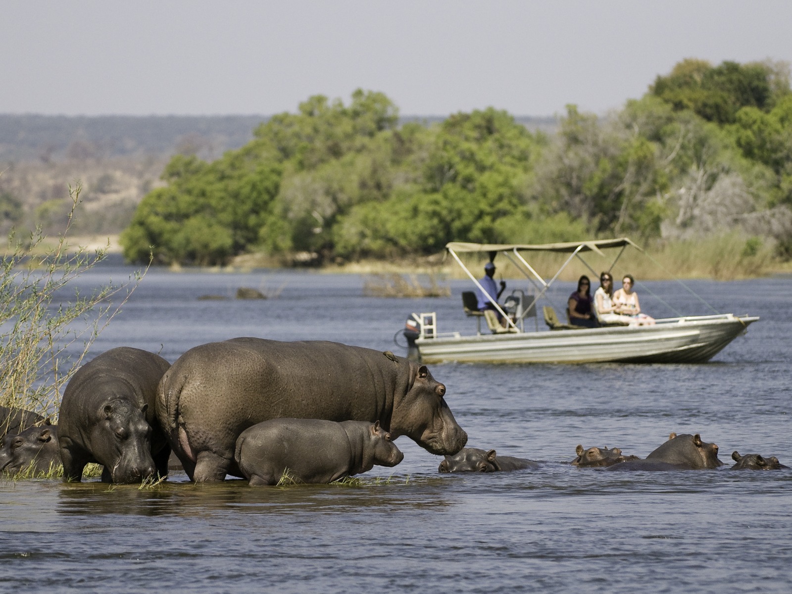 Livingstone, Mosi-oa-Tunya Nationalpark, River Club, Sambesi, Viktoriafälle, Victoria Falls, Wilderness Safaris, Nilpferd, Nilpferde