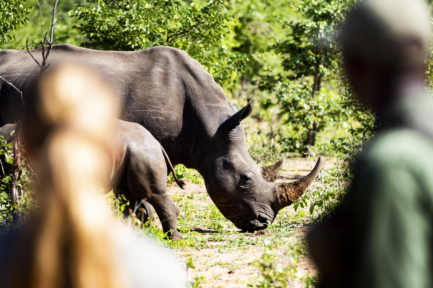 Toka Leya Camp: Nashorn Tracking