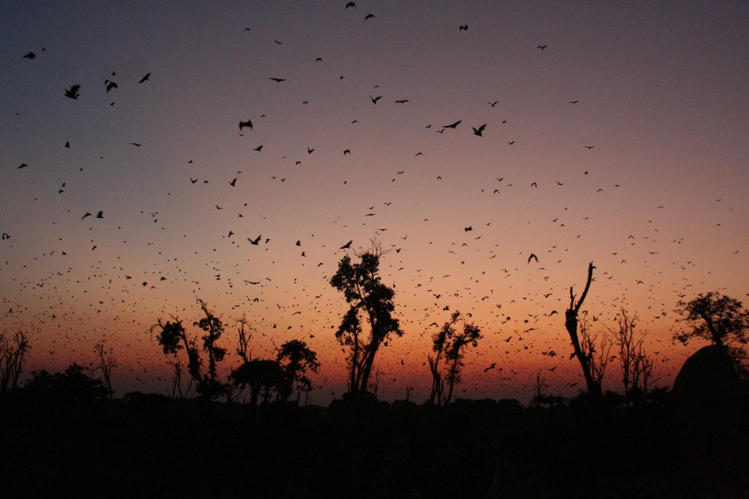Wasa Lodge: Flughunde in der Dämmerung Kasanka National Park, Kasanka Trust, Palmenflughund, Straw colored Fruit Bat, Wasa Lodge, Abendhimmel, Bäume, Eidolon Helvum, Afrikarma, Afrikarma Safaris, Afrikarma Safaris - Wildnis. Hautnah., Afrikarma.de, Lavushi Manda