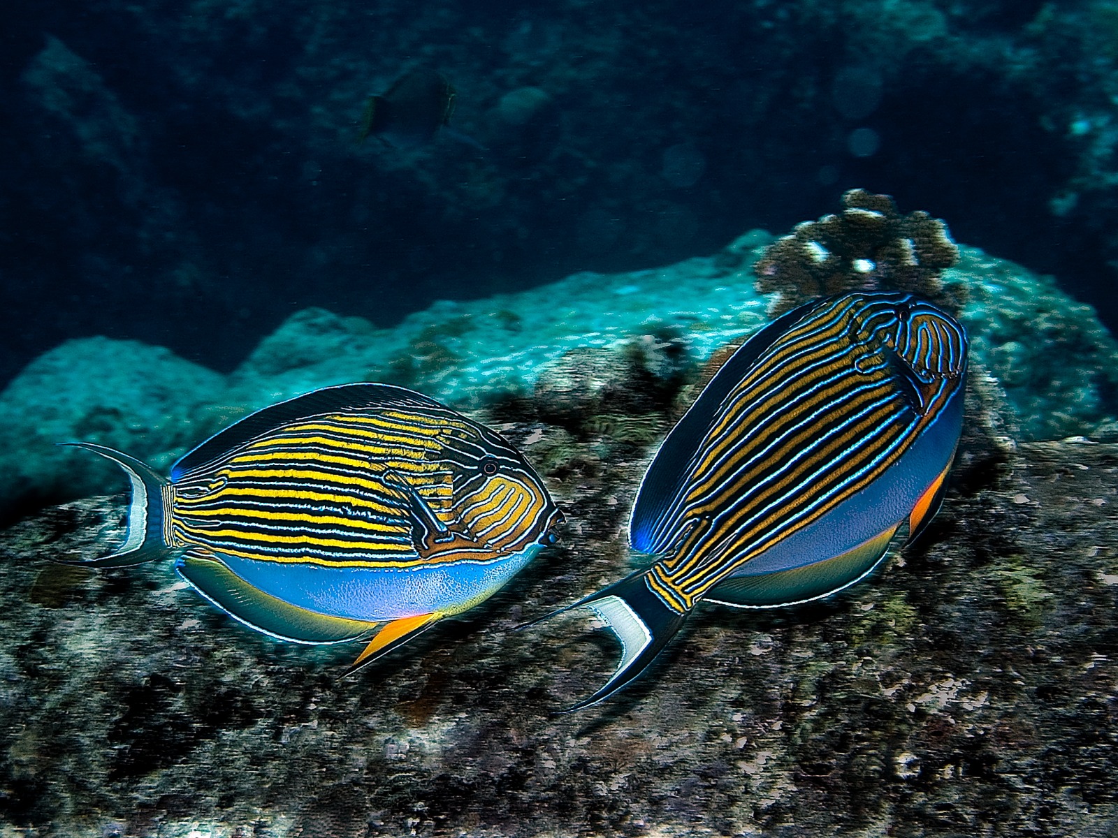 North Island: Fische