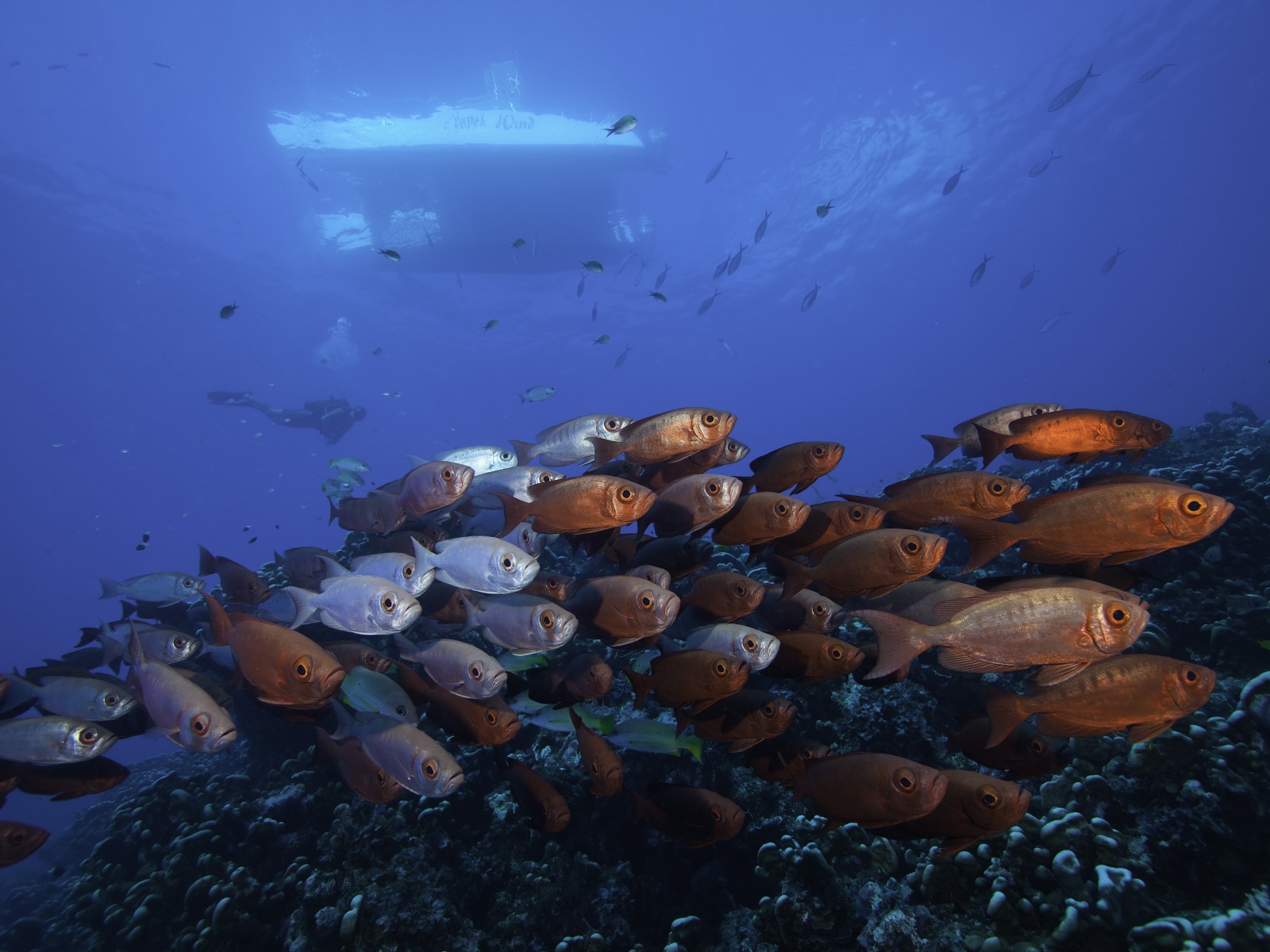 North Island: Tauchen im Längsten Riff der Welt