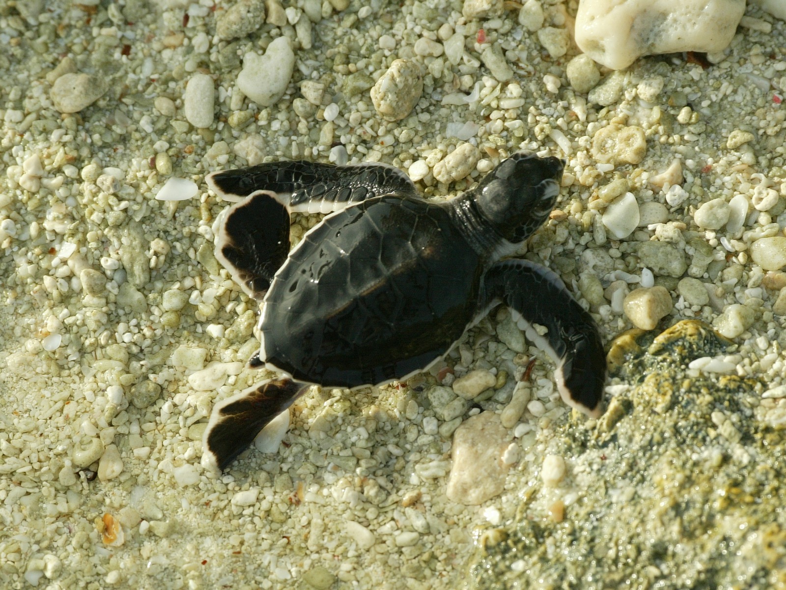 North Island: Babyschildkröte
