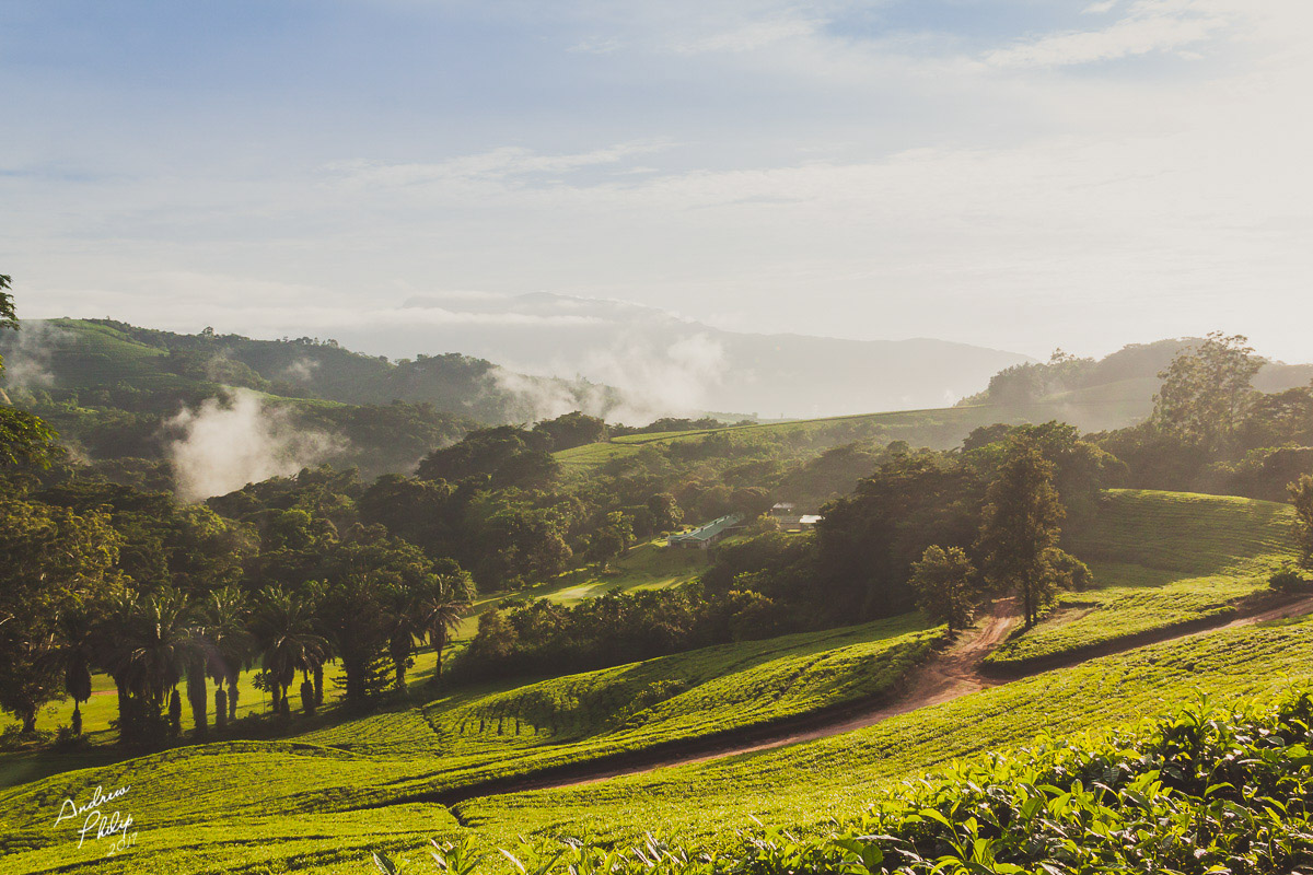 Aberfoyle Lodge, Eastern Highlands, Honde Valley, Nyanga National Park, Nyankombe River, Landschaft, Tee-Plantagen, Afrikarma, Afrikarma Safaris, Afrikarma Safaris. Wildnis. Hautnah., Afrikarma.de