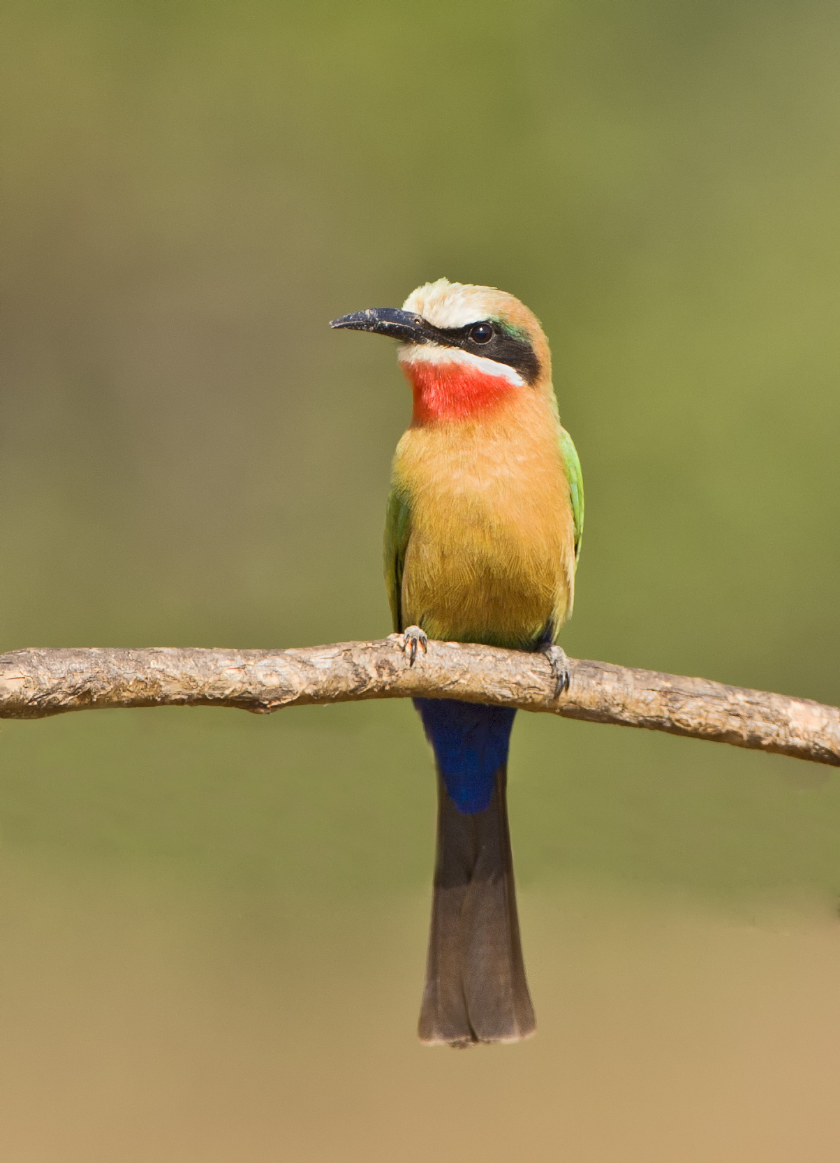 Chilo Ivory Trail Adventure: White-Fronted Bee-Eater Chilo Gorge Safari Lodge, Chilo Ivory Trail Adventure, Game Drive Vehicle, Safari, Tierbeobachtung, Tiere, Vögel, White-fronted Bee-Eater, afrikarma, Afrikarma Safaris, Afrikarma Safaris - Wildnis. Hautnah., afrikarma.de