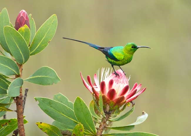 Frog and Fern Cottages: Malachite Sunbird Sunbird, Malachite, Nectarinia famosa, Male, Porkpie mountain, Chimanimani, Zimbabwe, Chimanimani National Park, Eastern Highlands, Frog and Fern Cottages, Jane High, Malachite Sunbird, Bird Watching, Vögel, Afrikarma, Afrikarma Safaris, Afrikarma Safaris. Wildnis. Hautnah., Afrikarma.de