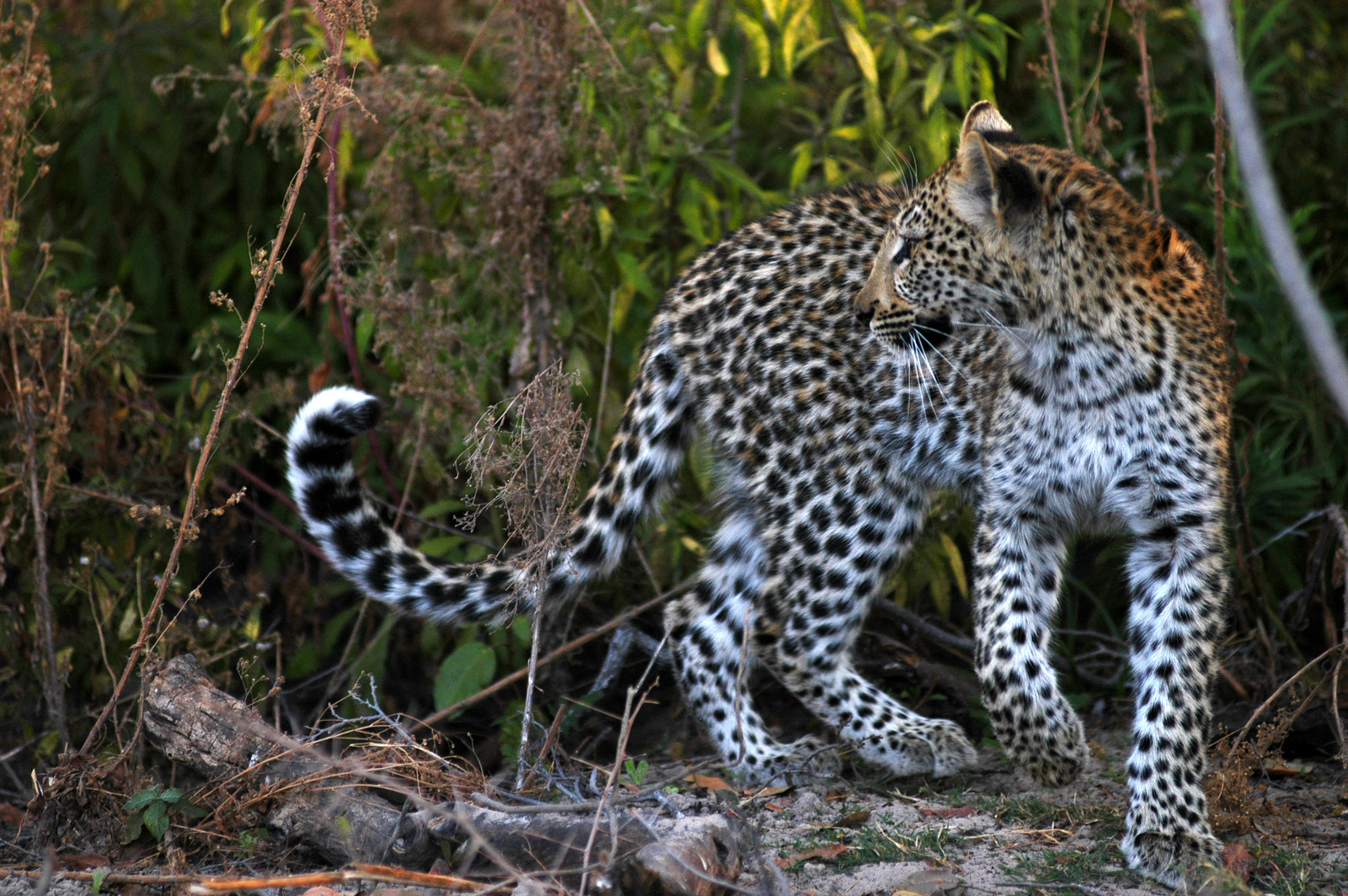 Kanga Expeditions: Leopard