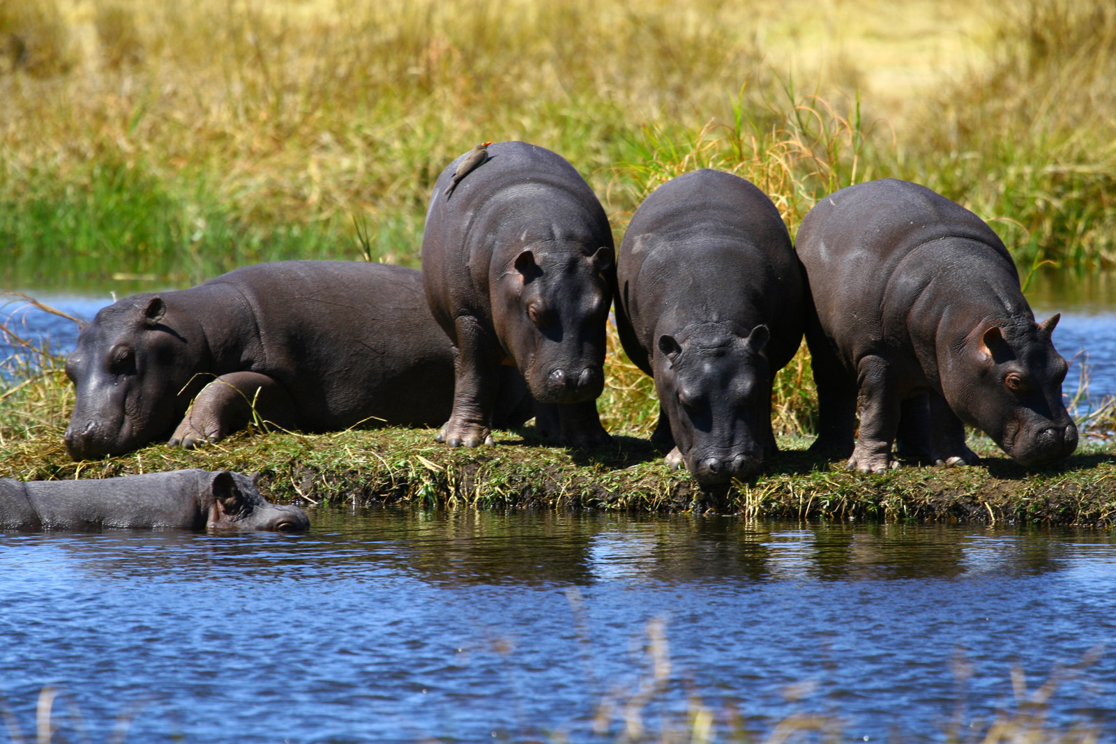 Kanga Expeditions: Nilpferde