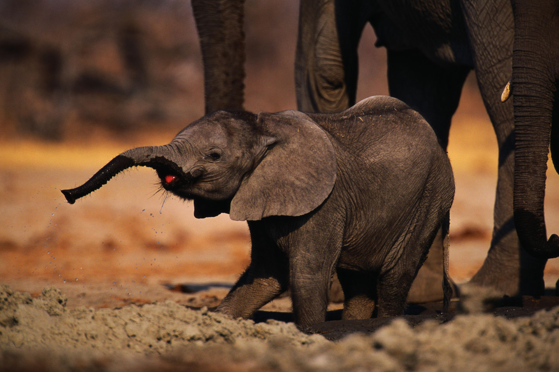 Afrikarma, Afrikarma Safaris, Afrikarma Safaris. Wildnis. Hautnah., Afrikarma.de, Kavinga Safari Camp, Mana Pools National Park, Elefantenbaby, Pirschfahrt, Tierbeobachtung