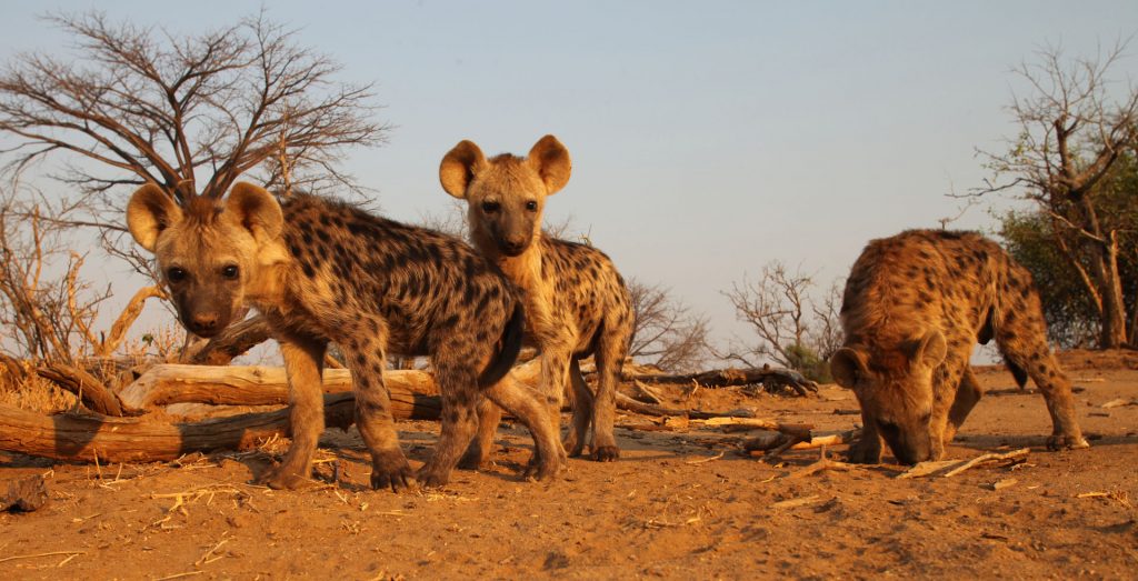 Afrikarma, Afrikarma Safaris, Afrikarma Safaris. Wildnis. Hautnah., Afrikarma.de, Kavinga Safari Camp, Mana Pools National Park, Crocuta Crocuta, Hyäne, Pirschfahrt, Tierbeobachtung