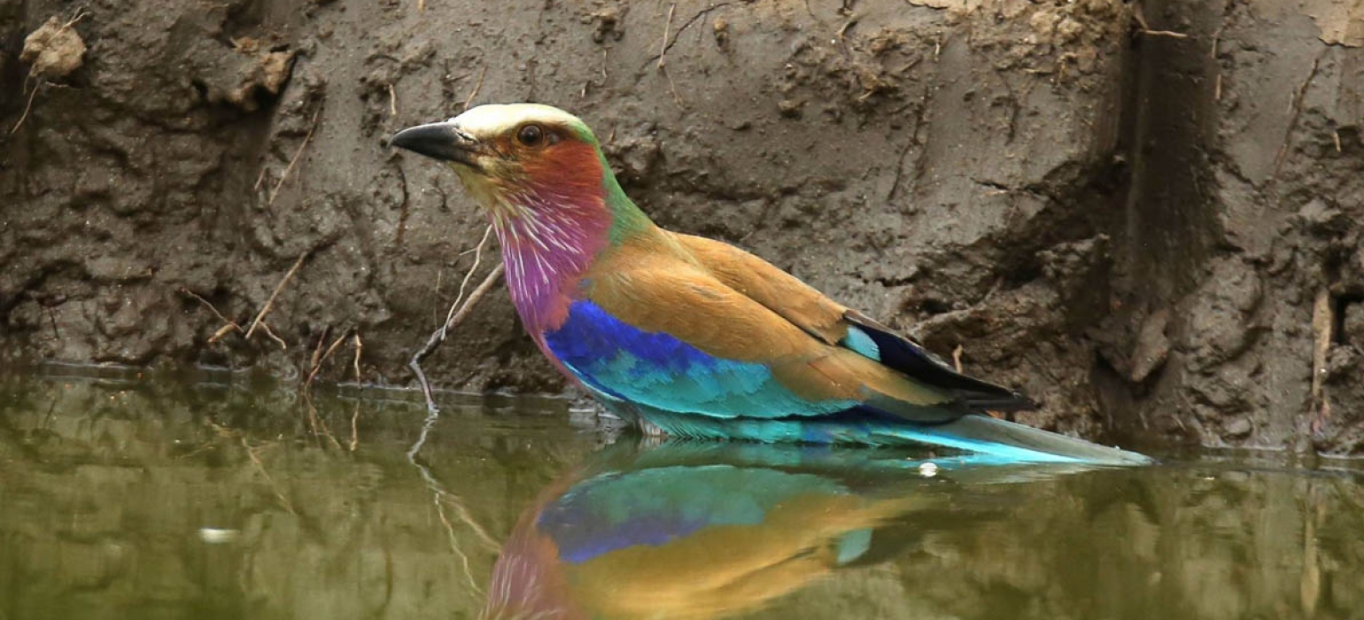 Afrikarma, Afrikarma Safaris, Afrikarma Safaris. Wildnis. Hautnah., Afrikarma.de, Kavinga Safari Camp, Mana Pools National Park, Gabelracke, Lilac Breasted Roller, Pirschfahrt, Tierbeobachtung