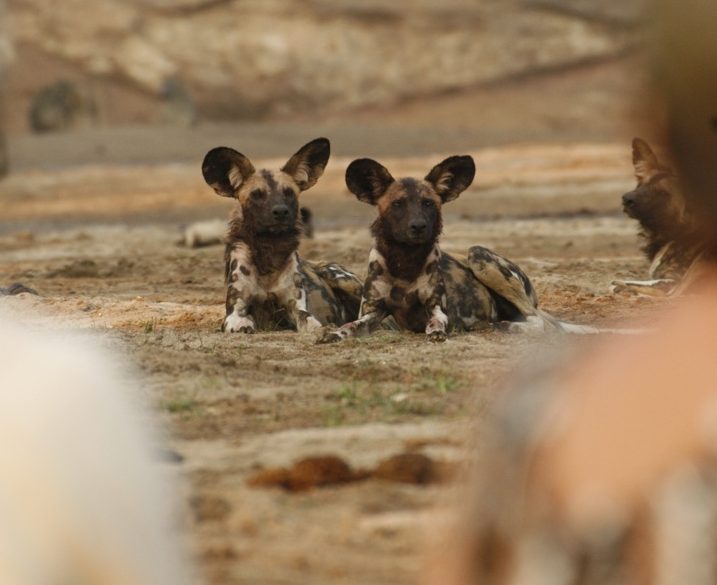 Afrikarma, Afrikarma Safaris, Afrikarma Safaris. Wildnis. Hautnah., Afrikarma.de, Kavinga Safari Camp, Mana Pools National Park, Lycaon Pictus, Pirschfahrt, Tierbeobachtung, Wildhund