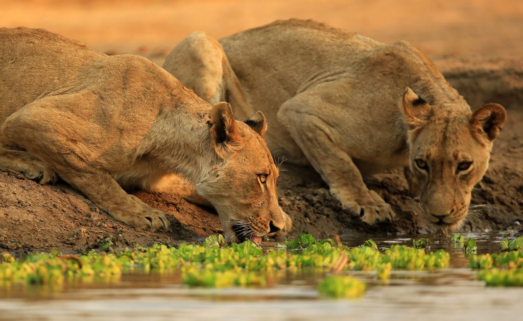 Afrikarma, Afrikarma Safaris, Afrikarma Safaris. Wildnis. Hautnah., Afrikarma.de, Kavinga Safari Camp, Mana Pools National Park, Löwin, Pirschfahrt, Tierbeobachtung, Wasserloch