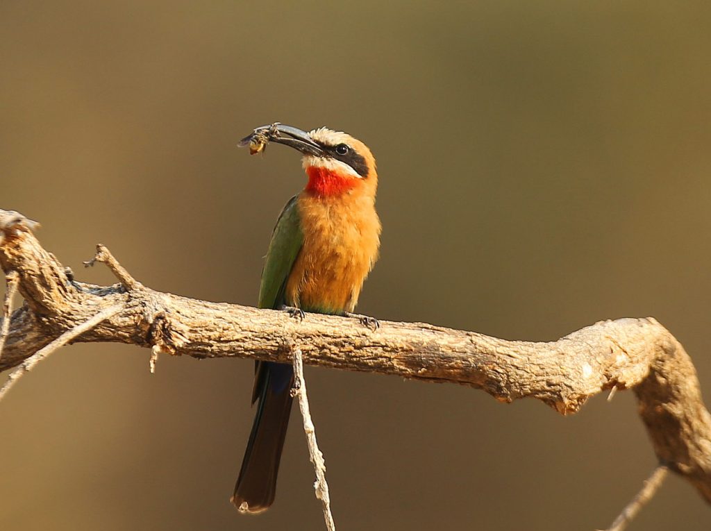 Afrikarma, Afrikarma Safaris, Afrikarma Safaris. Wildnis. Hautnah., Afrikarma.de, Kavinga Safari Camp, Mana Pools National Park, White Fronted Bee Eater, Merops, Pirschfahrt, Tierbeobachtung