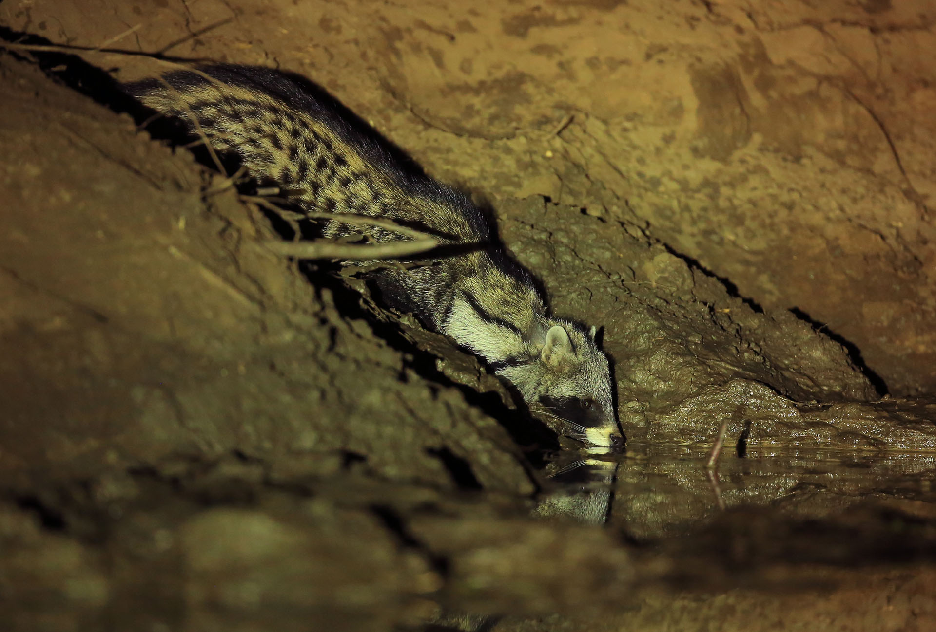 Afrikarma, Afrikarma Safaris, Afrikarma Safaris. Wildnis. Hautnah., Afrikarma.de, Kavinga Safari Camp, Mana Pools National Park, Pirschfahrt, Tierbeobachtung, Zibetkatze