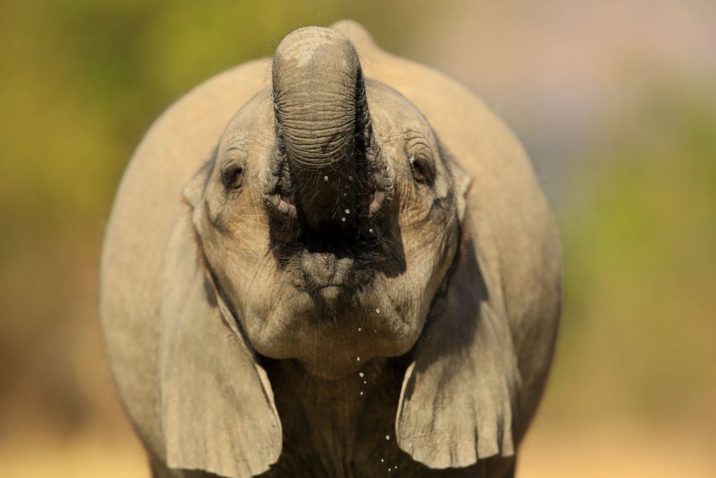 Kavinga Safari Camp: Elefant mit erhobenem Rüssel