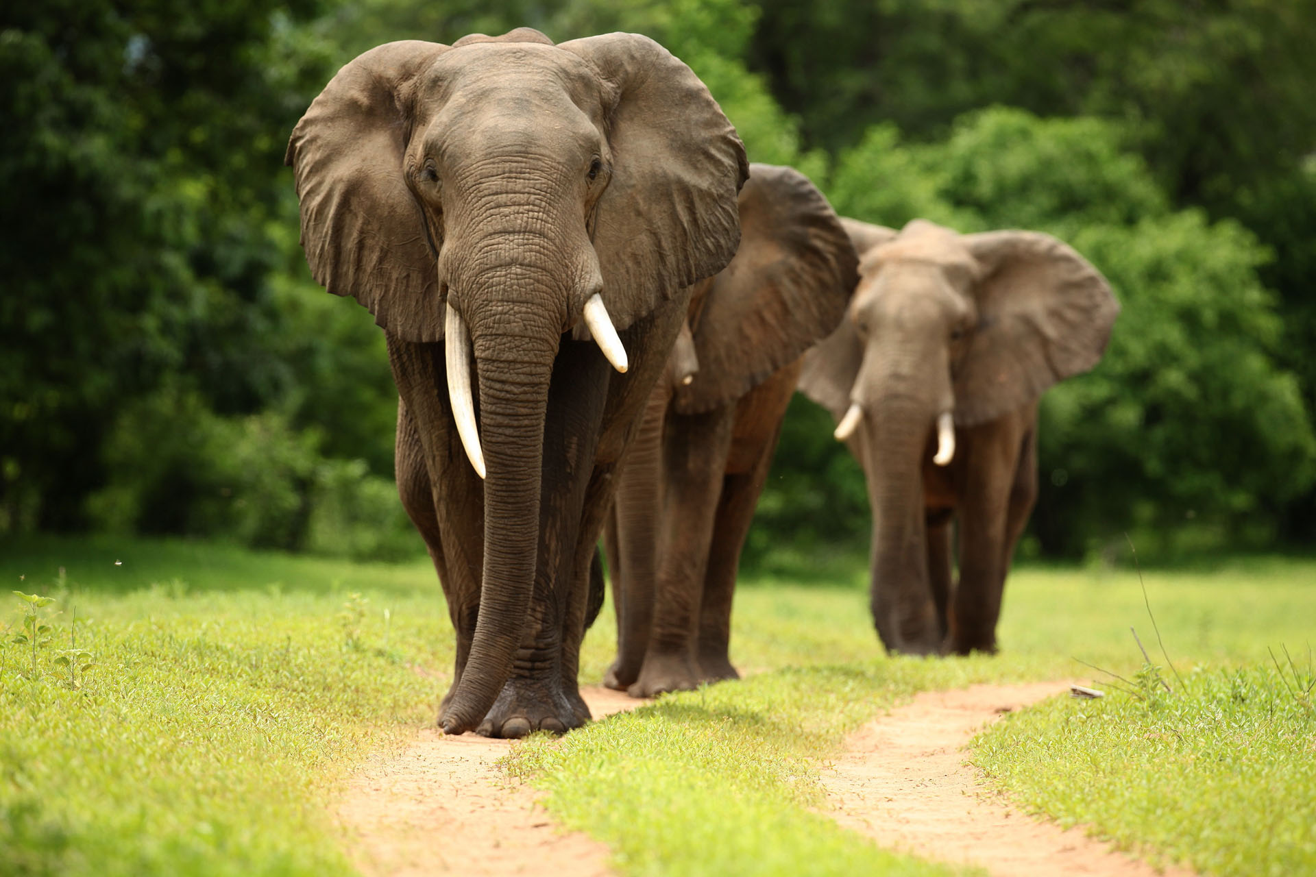 Kavinga Safari Camp: Elefanten auf der Piste Kavinga Safari Camp: Elefanten auf der Piste