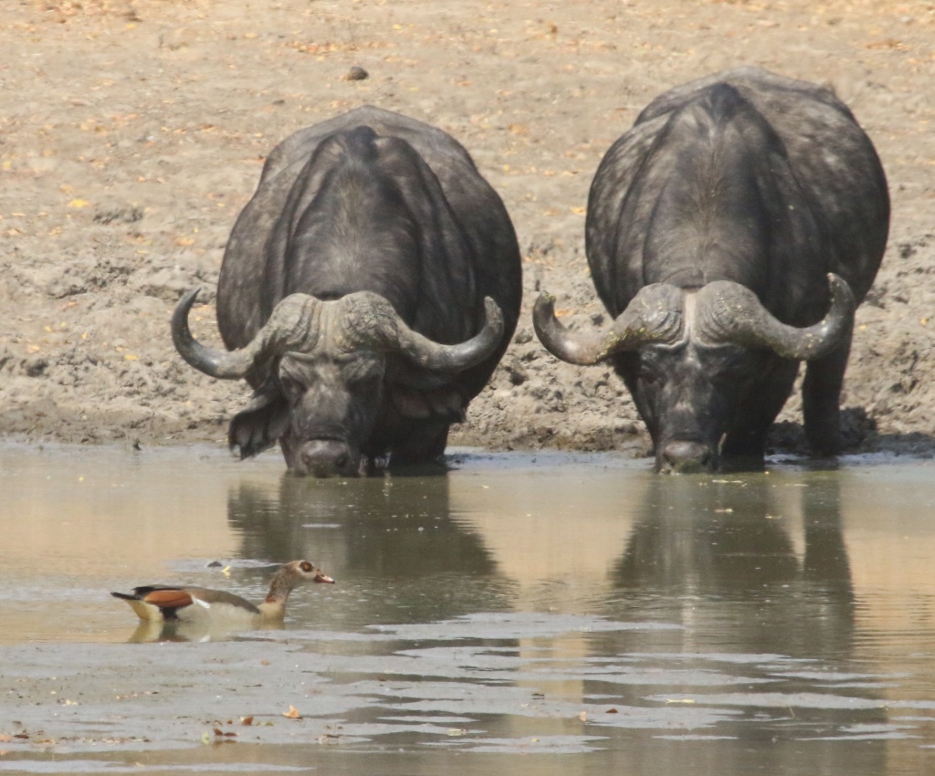 Bushlife Safaris, Chitake Springs, Chitake Tented Camp, Mana Pools National Park, Büffel, Game Drive, Nilgans, Tierbeobachtung, Walking Safari, Afrikarma, Afrikarma Safaris, Afrikarma Safaris. Wildnis. Hautnah., Afrikarma.de