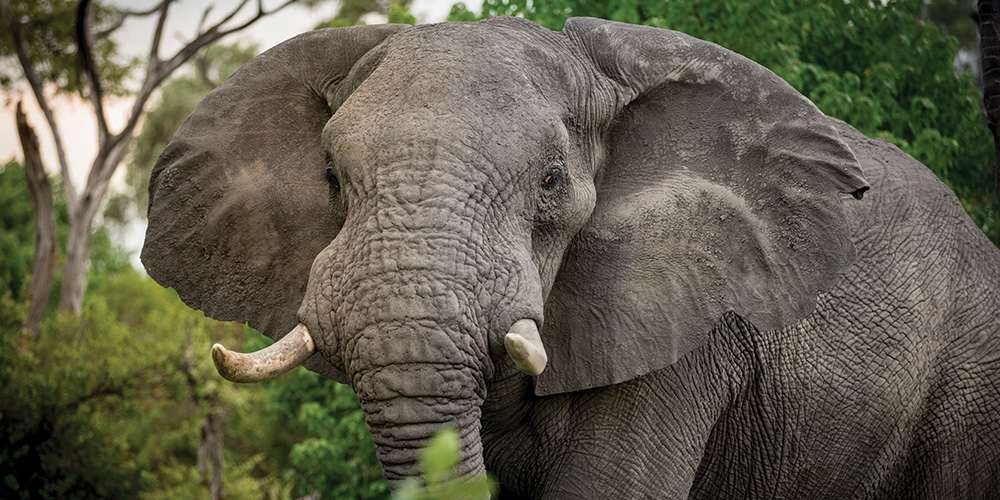 Machaba Safaris, Robins Camp, Aktivitäten, Game Drive, Hwange National Park, Safari, Tiere, Elefant, Afrikarma, Afrikarma Safaris., Afrikarma Safaris. Wildnis. Hautnah., Afrikarma.de