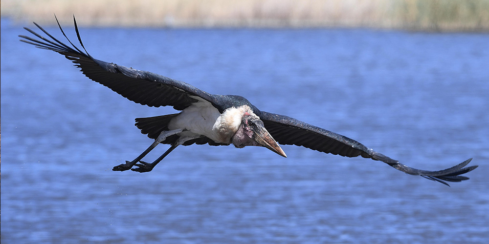 Machaba Safaris, Robins Camp, Aktivitäten, Game Drive, Hwange National Park, Safari, Tiere, Marabu, Storch, Vogel, Afrikarma, Afrikarma Safaris., Afrikarma Safaris. Wildnis. Hautnah., Afrikarma.de