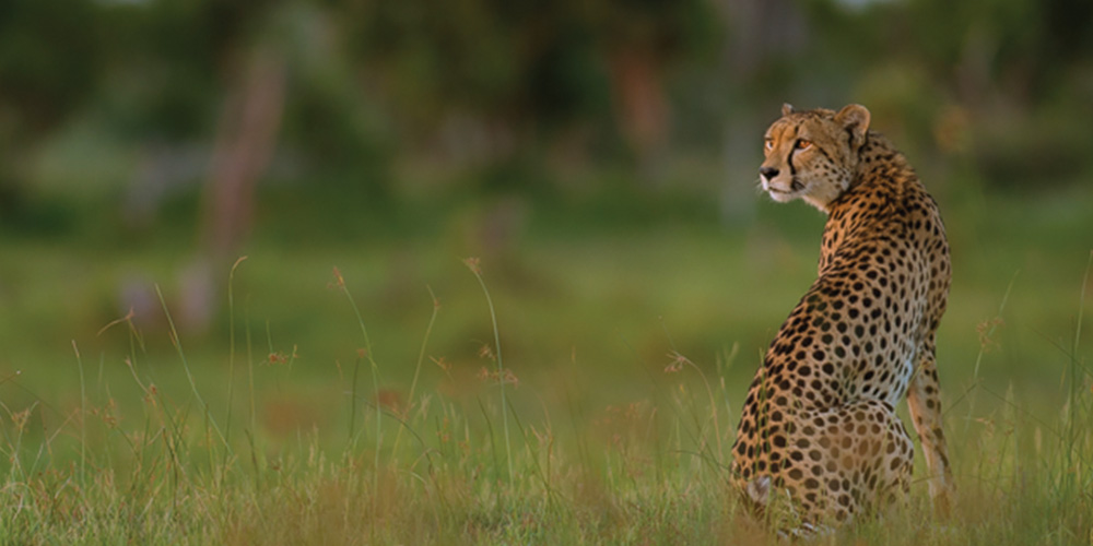 Machaba Safaris, Robins Camp, Aktivitäten, Game Drive, Hwange National Park, Safari, Tiere, Gepard, Afrikarma, Afrikarma Safaris., Afrikarma Safaris. Wildnis. Hautnah., Afrikarma.de