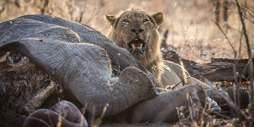 Machaba Safaris, Robins Camp, Aktivitäten, Game Drive, Hwange National Park, Safari, Tiere, Elefant, Löwe, Afrikarma, Afrikarma Safaris., Afrikarma Safaris. Wildnis. Hautnah., Afrikarma.de