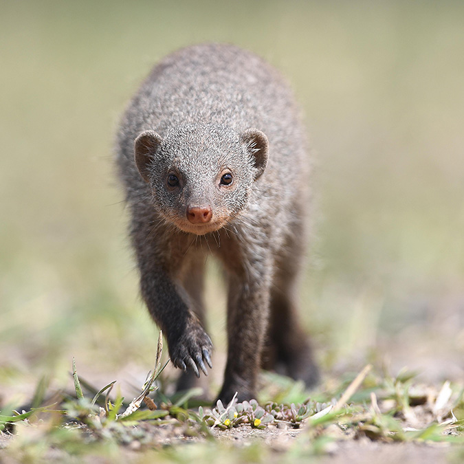 Machaba Safaris, Robins Camp, Aktivitäten, Game Drive, Hwange National Park, Safari, Tiere, Manguste, Afrikarma, Afrikarma Safaris., Afrikarma Safaris. Wildnis. Hautnah., Afrikarma.de