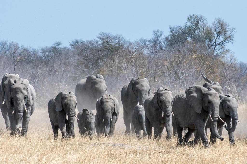 Hwange National Park, Machaba Safaris, Verney's Camp, Bäume, Elefant, Afrikarma, Afrikarma Safaris, Afrikarma Safaris. Wildnis. Hautnah., Afrikarma.de