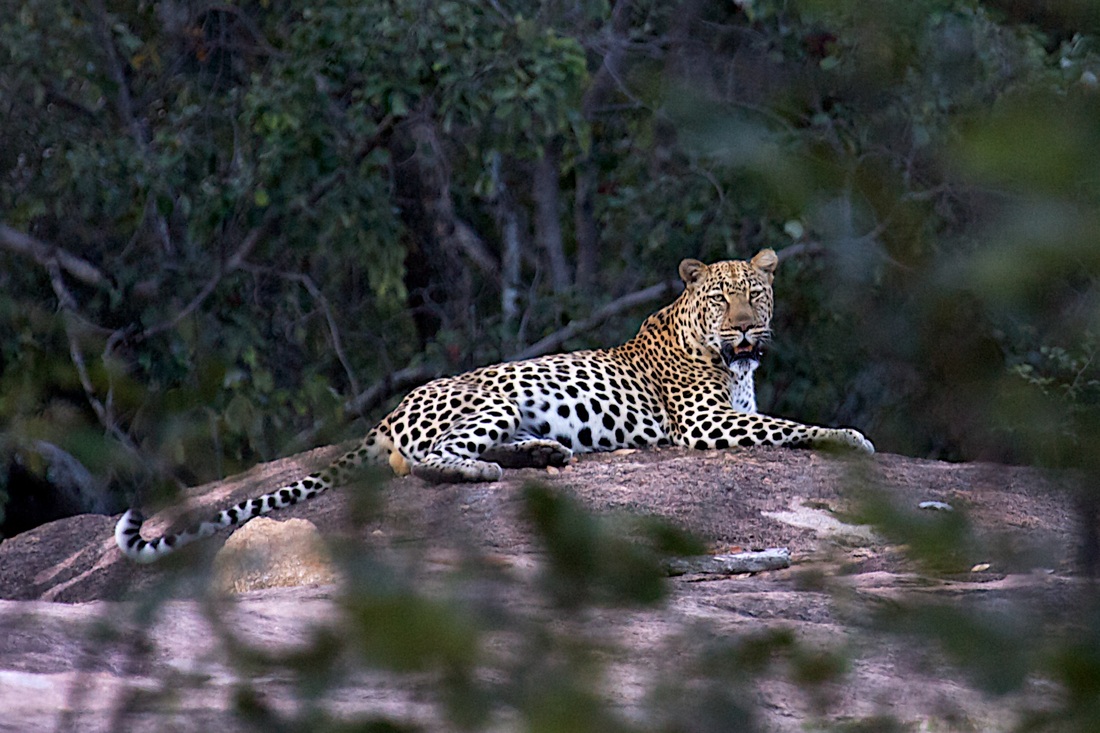 Big Cave Camp, Big Cave Lodge, Big Cave Wilderness, Bulawayo, Caron und David Waddy, Caron Waddy, David Waddy, Game Drive, Granit, Granitfelsen, Matobo, Matobo Gebirge, Matobo National Park, Nashorn, Simbabwe, UNESCO, Waddy, Whovi Game Park, Zimbabwe, Leopard, Natur, Umwelt, afrikarma, afrikarma.de