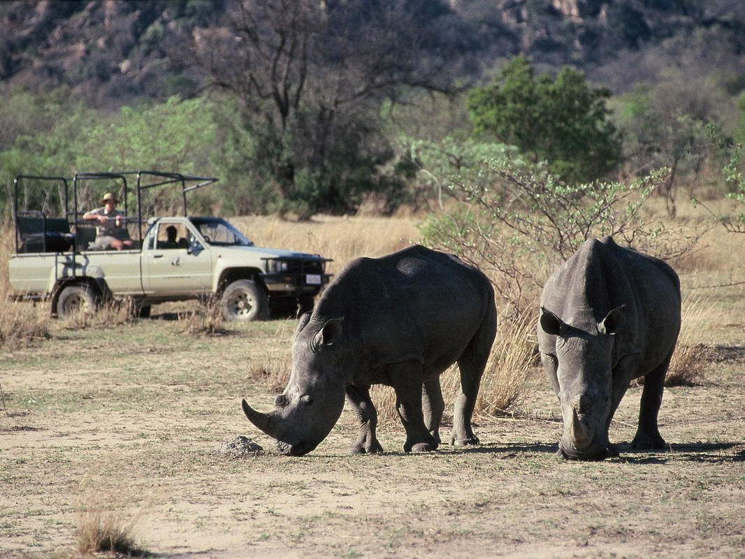 Big Cave Camp, Big Cave Lodge, Big Cave Wilderness, Bulawayo, Caron und David Waddy, Caron Waddy, David Waddy, Game Drive, Granit, Granitfelsen, Matobo, Matobo Gebirge, Matobo National Park, Nashorn, Simbabwe, UNESCO, Waddy, Whovi Game Park, Zimbabwe, Natur, Umwelt, afrikarma, afrikarma.de