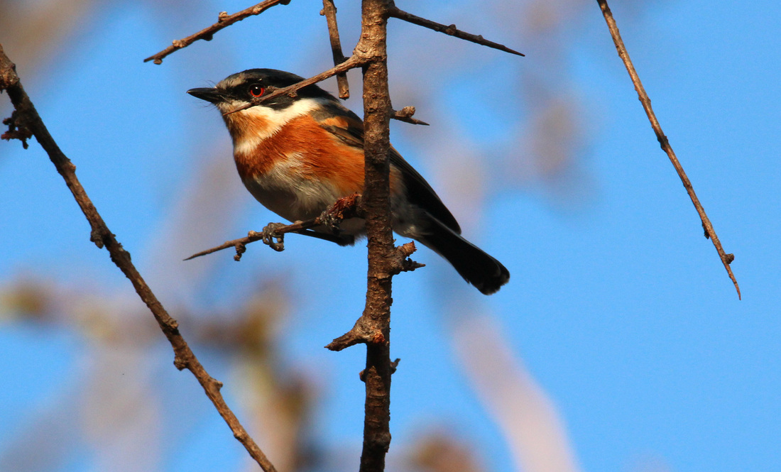 Big Cave Camp, Big Cave Lodge, Big Cave Wilderness, Bulawayo, Caron und David Waddy, Caron Waddy, David Waddy, Game Drive, Granit, Granitfelsen, Matobo, Matobo Gebirge, Matobo National Park, Nashorn, Simbabwe, UNESCO, Waddy, Whovi Game Park, Zimbabwe, Natur, Umwelt, afrikarma, afrikarma.de