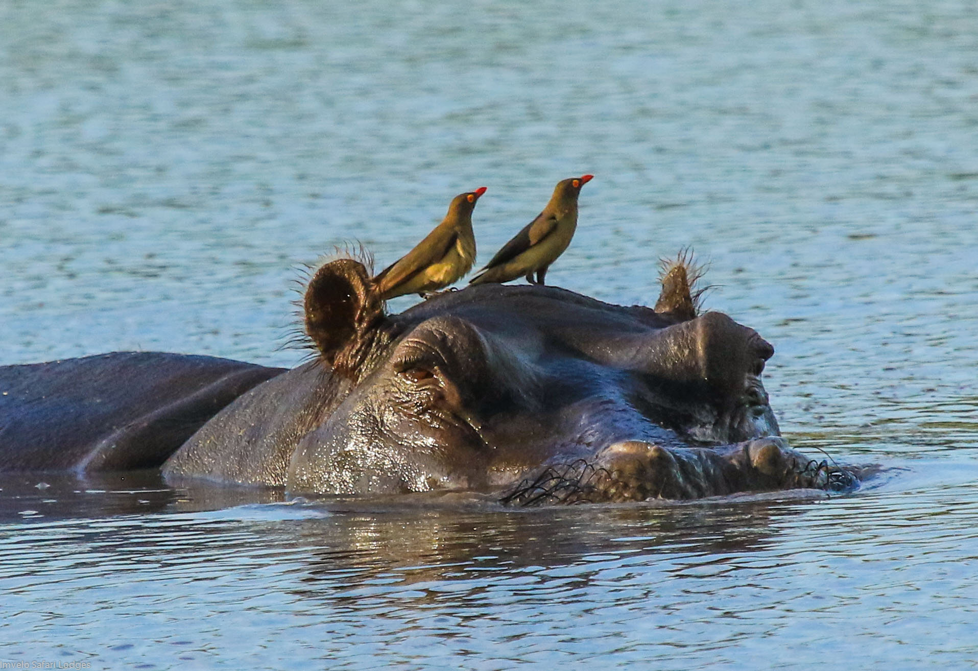 Bomani Tented Lodge, Hwange, Hwange National Park, Imvelo Safari Lodges, Simbabwe, Flusspferde, Game Drive, Pirschfahrt, Vögel, Wasserloch, Afrikarma, Afrikarma Safaris, Afrikarma Safaris - Wildnis. Hautnah., Afrikarma.de