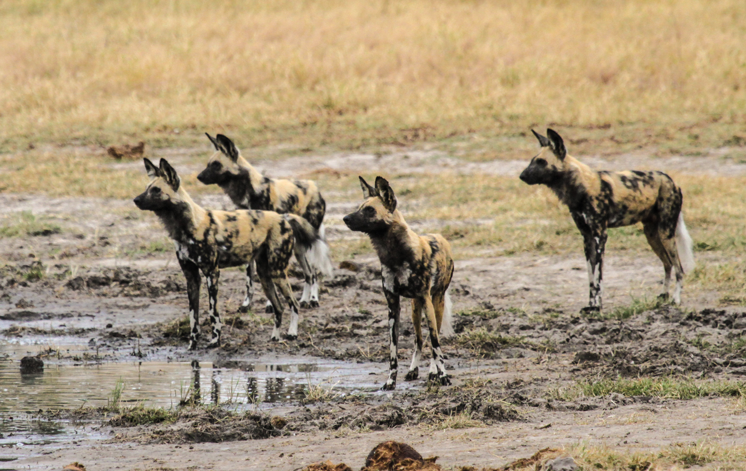 Bomani Tented Lodge, Hwange, Hwange National Park, Imvelo Safari Lodges, Simbabwe, Game Drive, Tiere, Wildhunde, Afrikarma, Afrikarma Safaris, Afrikarma Safaris - Wildnis. Hautnah., Afrikarma.de