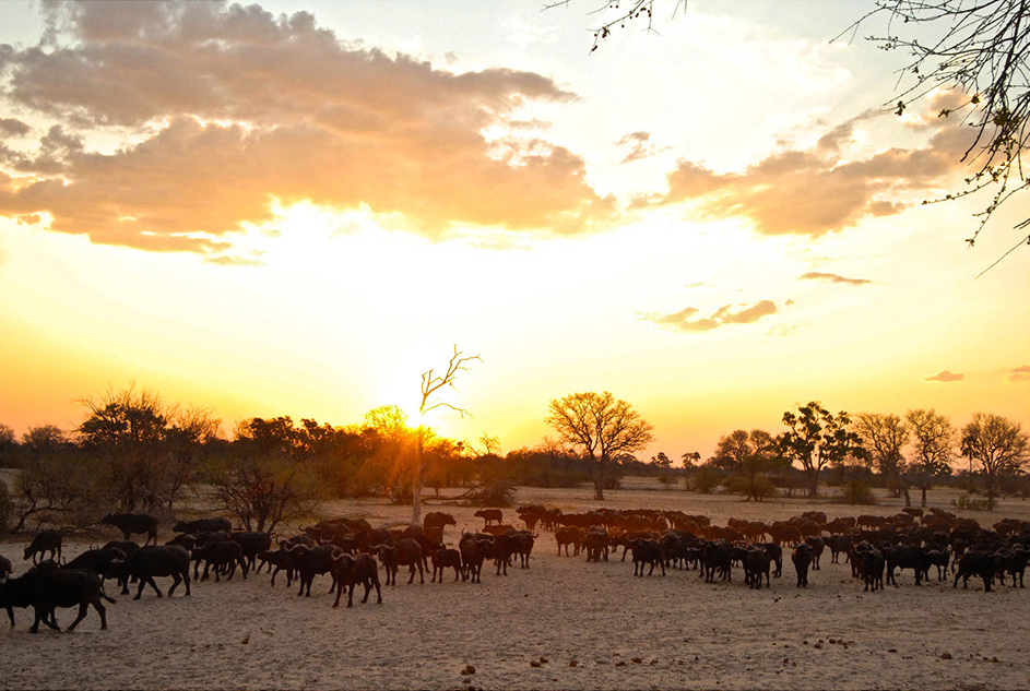 Camelthorn Lodge, Hwange National Park, Imvelo, Maisonette, Safari Lodge, Büffel, Syncerus caffer, Wasserloch, Afrikarma, Afrikarma GmbH, Afrikarma Safaris, Afrikarma Safaris - Wildnis. Hautnah., Afrikarma.de