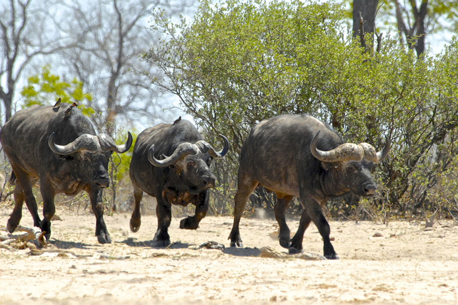 Camelthorn Lodge, Hwange National Park, Imvelo, Maisonette, Safari Lodge, Büffel, Syncerus caffer, Wasserloch, Stoffies Pan, Afrikarma, Afrikarma GmbH, Afrikarma Safaris, Afrikarma Safaris - Wildnis. Hautnah., Afrikarma.de