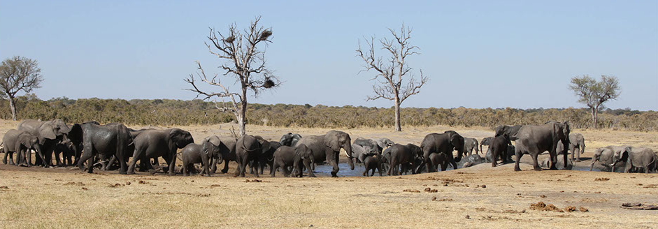 Camelthorn Lodge, Hwange National Park, Imvelo, Maisonette, Safari Lodge, Elefantenherde, Wasserloch, Secheche Pan, Afrikarma, Afrikarma GmbH, Afrikarma Safaris, Afrikarma Safaris - Wildnis. Hautnah., Afrikarma.de