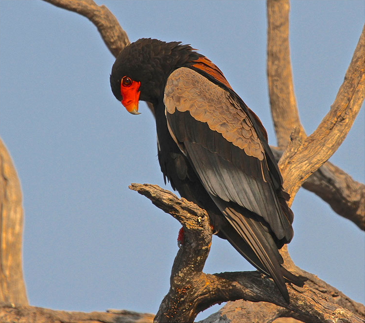 Camelthorn Lodge, Hwange National Park, Imvelo, Maisonette, Safari Lodge, Bateleur, Gaukler, Terathopius ecaudatus, Afrikarma, Afrikarma GmbH, Afrikarma Safaris, Afrikarma Safaris - Wildnis. Hautnah., Afrikarma.de