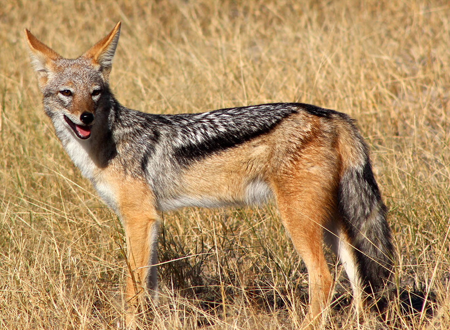 Camelthorn Lodge, Hwange National Park, Imvelo, Maisonette, Safari Lodge, Black backed Jackal, Schabrackenschakal, Afrikarma, Afrikarma GmbH, Afrikarma Safaris, Afrikarma Safaris - Wildnis. Hautnah., Afrikarma.de