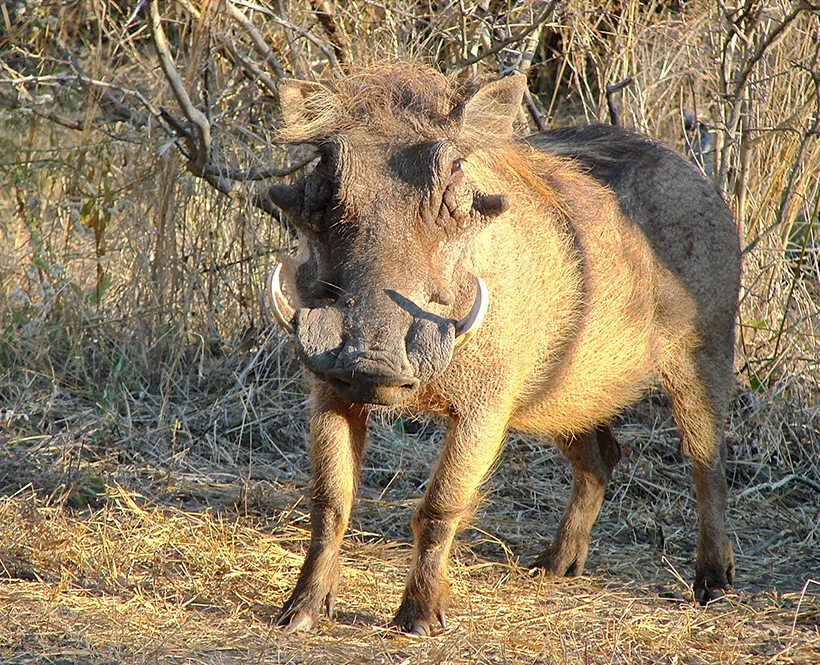 Camelthorn Lodge, Hwange National Park, Imvelo, Maisonette, Safari Lodge, Warzenschwein, Afrikarma, Afrikarma GmbH, Afrikarma Safaris, Afrikarma Safaris - Wildnis. Hautnah., Afrikarma.de