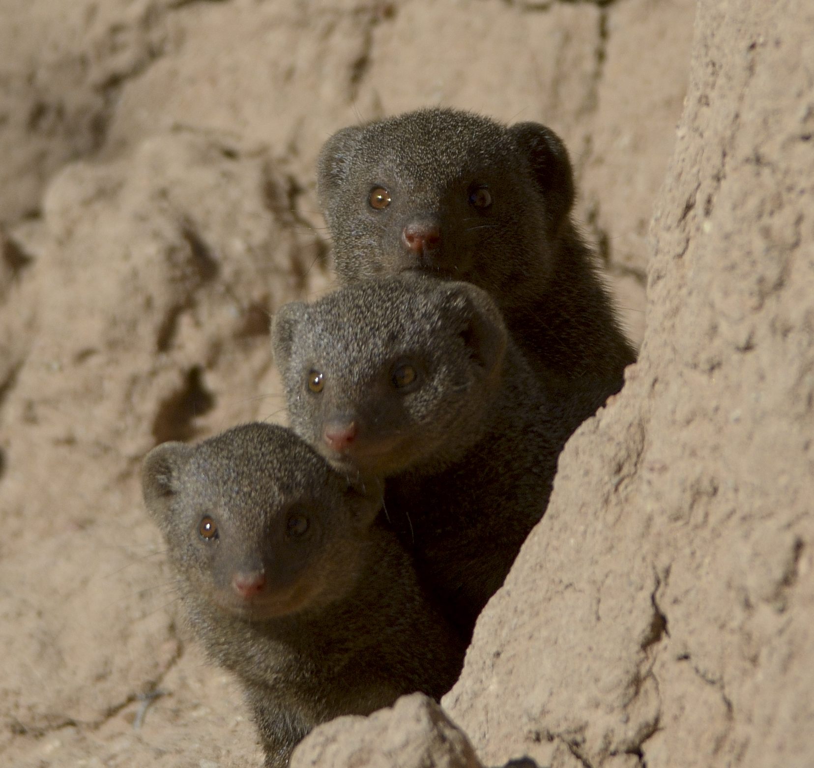 africa, afrika, afrikarma, all inclusive, ansehen, ashley brookstein, authentisch, beratung, big 5, big five, bilder, buchen, buchung, büffel, Camp Hwange, david carson, dwarf goose pan, elefanten, famila, fly and transfer, gallerie, geführte buschwanderung, guided walks, hwange, hwange camp, hwange national park, hwange-nationalpark, images, information, informieren, julian brookstein, kinder, leopard, löwe, masuna, masuna-wasserloch, mopane pan, nachhaltigkeit, nachtpirschfahrt, nashorn, nashörner, pictures, pirschfahrt, pirschfahrten, privatkonzession, privatprivate concession, reise, reisen, reiseveranstalter, safari, safaris, selbstfahrer, shumba pan, simbabwe, sinamatella, Sinamatella region, sinamatella-region, solar, solarenergie, southern africa, südafrika, südliches afrika, urlaub, vollpension, wasserloch, www.afrikarma.de, zimbabwe, fauna, fleischfresser, manguste, mangusten, prädatoren, räuber, raubtiere, säuger, säugetiere, tiere, zwergmanguste, zwergmangusten