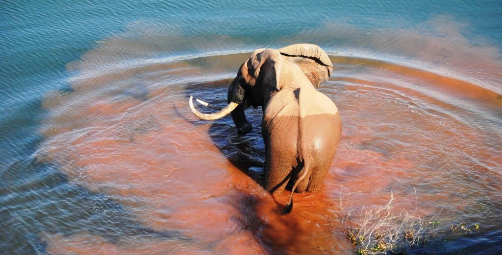 Changa Safari Camp: Badender Elefant