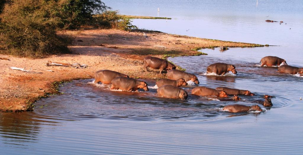 Changa Safari Camp: Nilfpferde