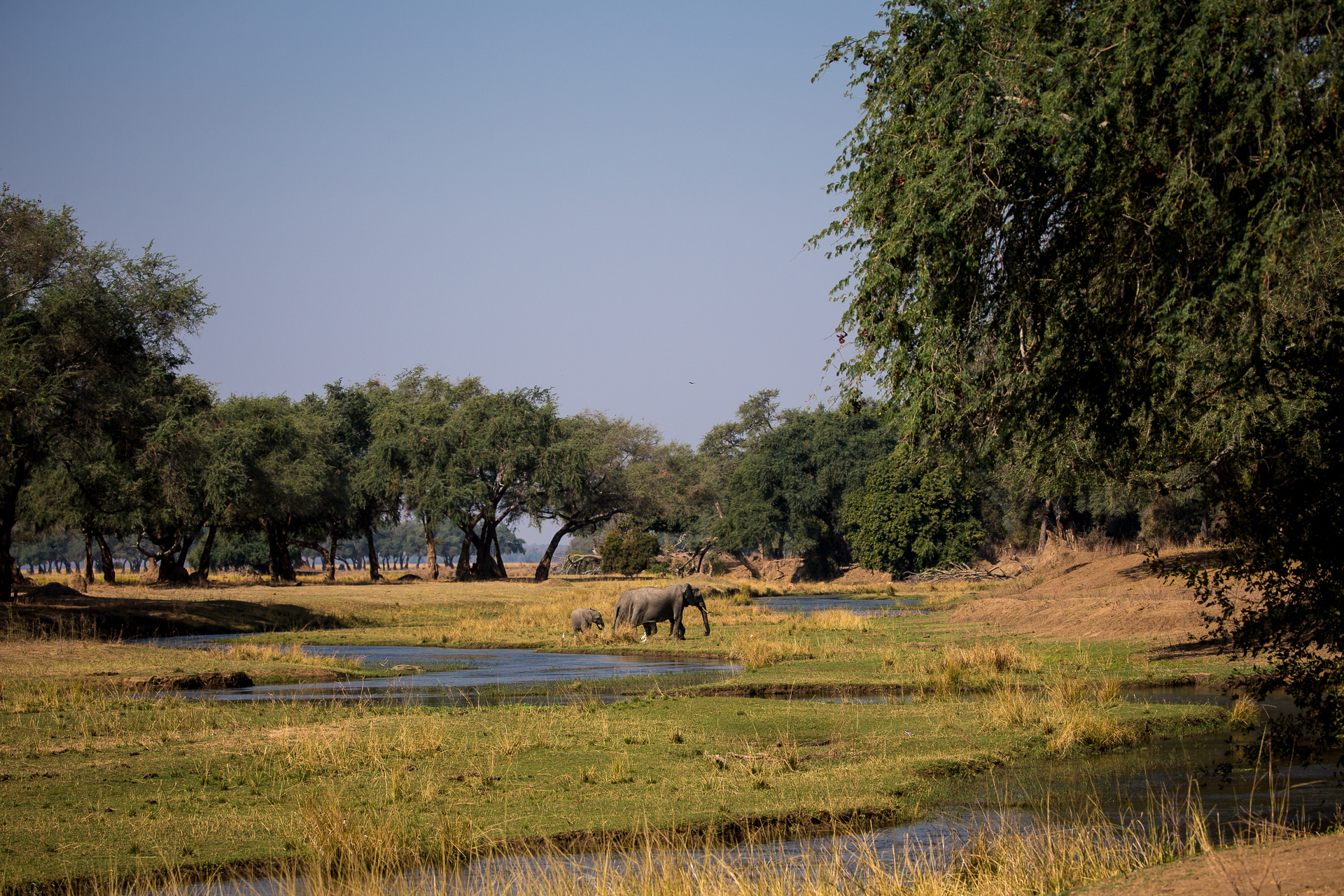 Chikwenya Camp, Lower Zambezi, Mana Pools National Park, Sapi River, Sapi Safari Area, Wilderness Safaris, Elefanten, Loxodonta Africana, Aktivitäten, Game Drives, Tiere, Wildbeobachtung, Afrikarma, Afrikarma Safaris, Afrikarma Safaris. Wildnis. Hautnah., Afrikarma.de