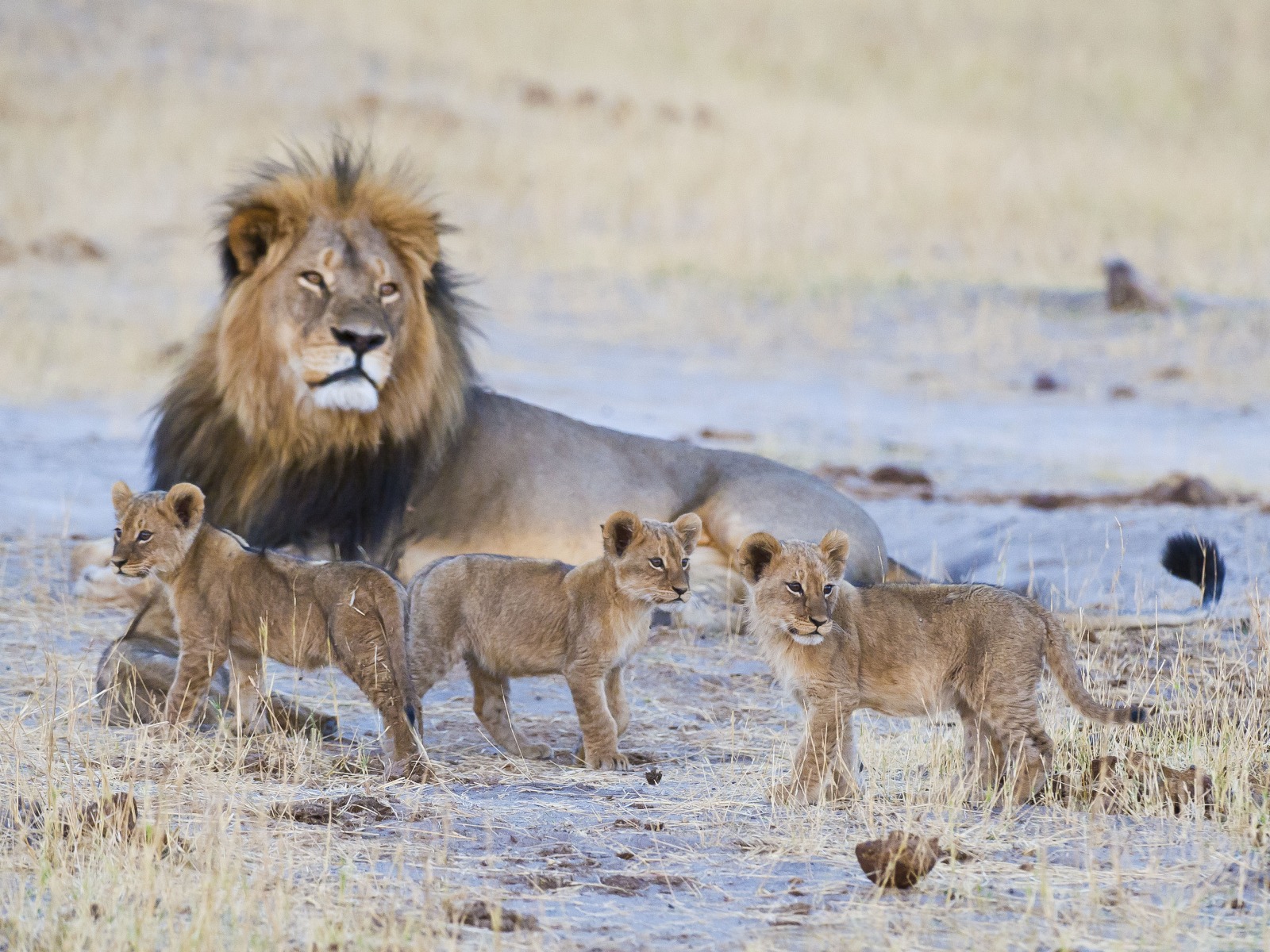 Davison's Camp, Elefanten, Elefantenpopulation, Hwange National Park, Löwen, Löwenbabies, Männlicher Löwe, Wilderness Safaris
