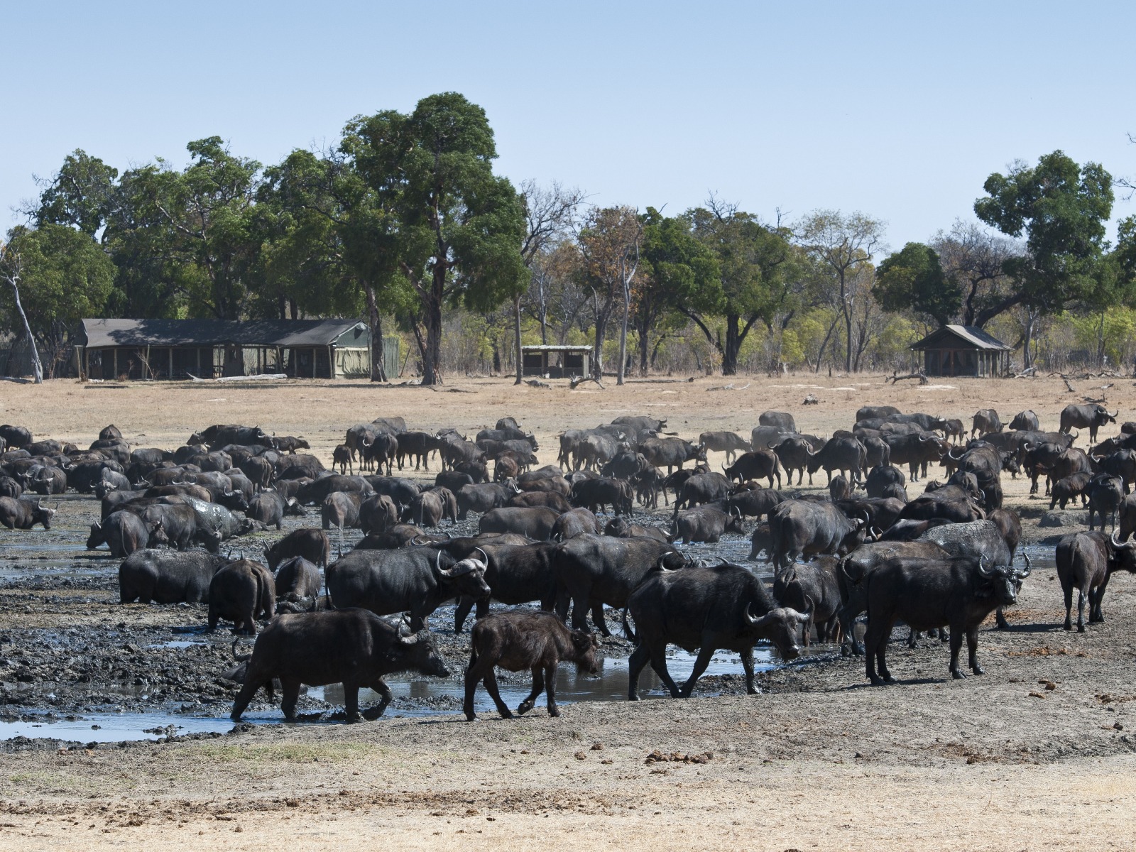 Davison's Camp, Elefanten, Elefantenpopulation, Hwange National Park, Büffel, Camp, Wasserloch, Wilderness Safaris