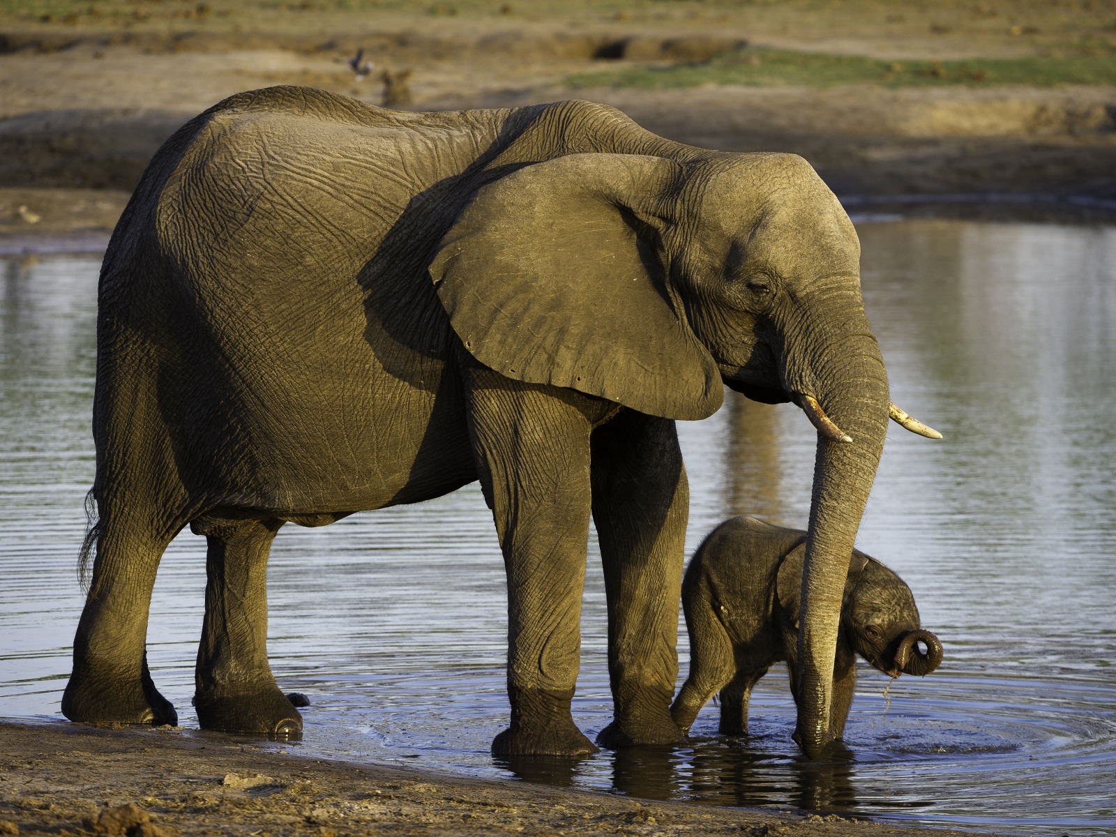 Davison's Camp, Elefanten, Elefantenpopulation, Hwange National Park, Elefantenkalb, Elefantenkuh, Wasserloch, Wilderness Safaris