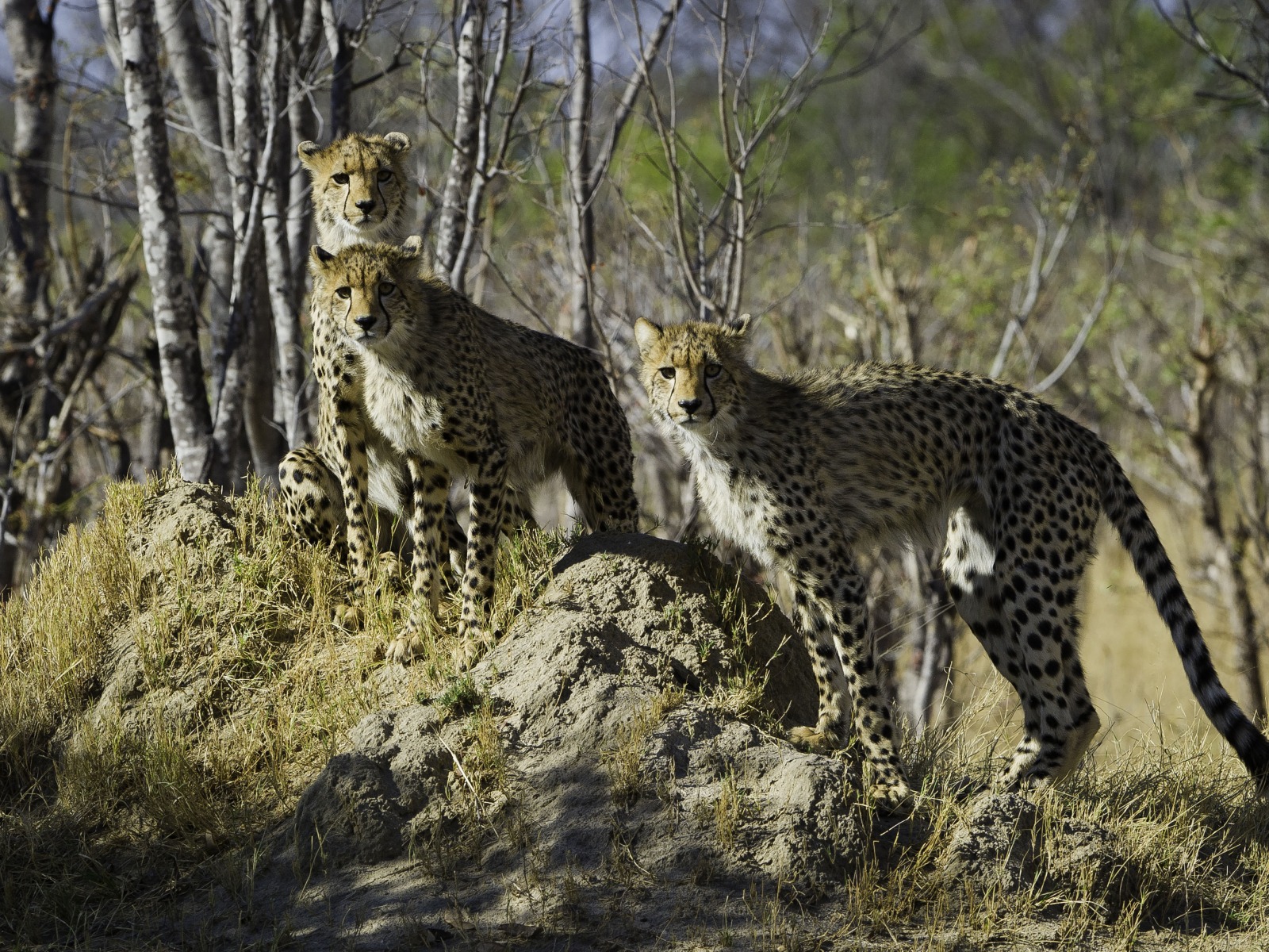 Davison's Camp, Elefanten, Elefantenpopulation, Hwange National Park, Cheetah, Gepard, Geparden, Wilderness Safaris